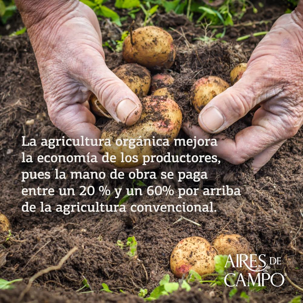 Aires de Campo ayuda al campo mexicano a través del apoyo a 82 pequeños productores para desarrollar, financiar o certificar productos orgánicos de calidad. Dichos productos los puedes encontrar en tiendas de autoservicio.