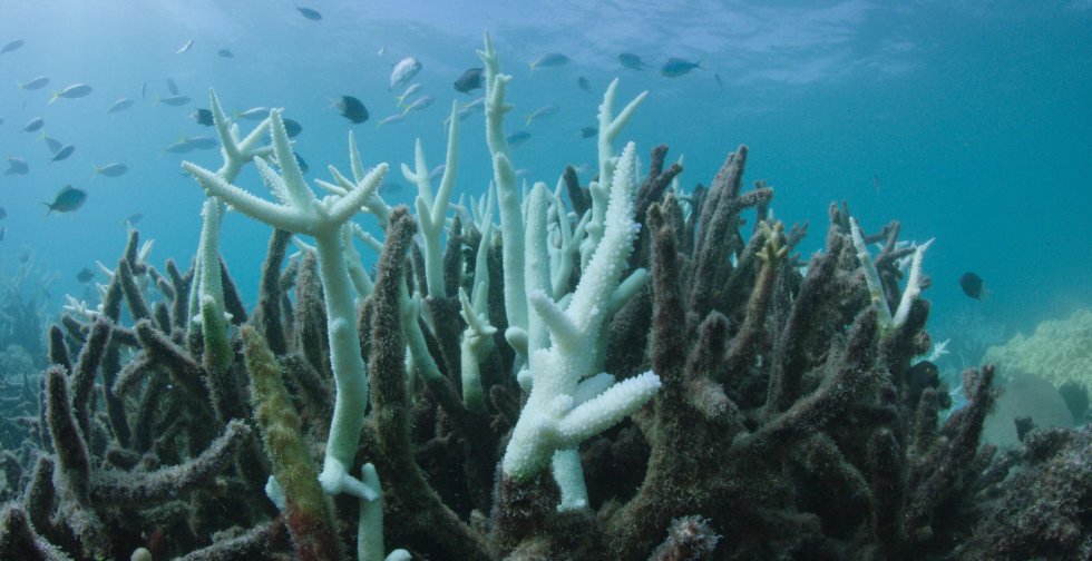 Se comprobó que más que la acidificación de los océanos es el incremento de temperatura del agua lo que afecta en mayor proporción a los corales