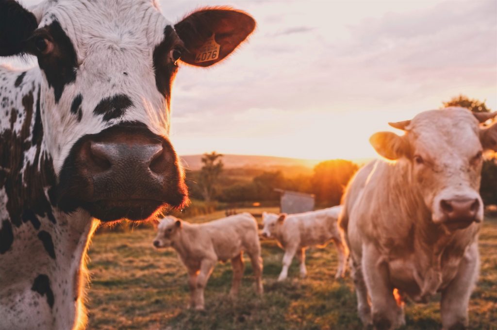 ¿Sabes que la producción de carne es una fuente mayor de contaminación al nivel global Fortunadamente, soluciones alternativas como la carne artificial o vegetal están emergiendo en el mercado.